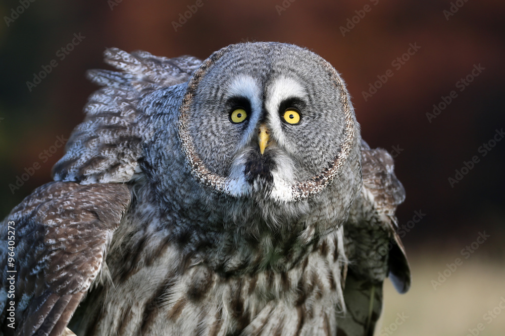 Obraz premium Great gray owl portrait