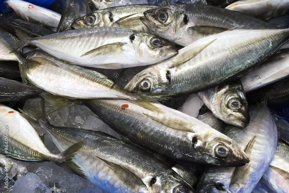 大量の魚 大量の魚