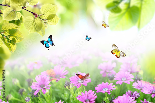 Spring or summer season abstract nature background with butterflies  green grass and leaves