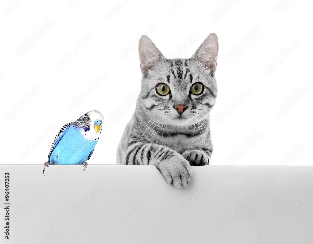 Obraz premium Cute pets isolated on white