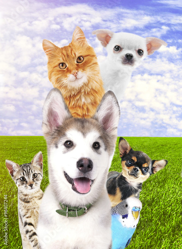 Cute pets on nature background