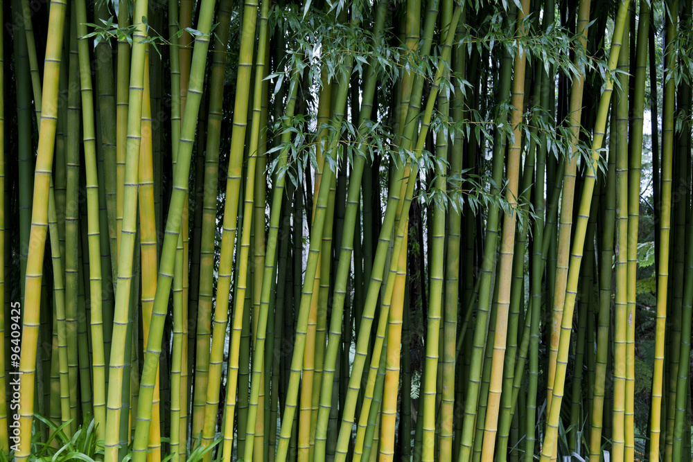 Green bamboo nature backgrounds Green bamboo nature backgrounds