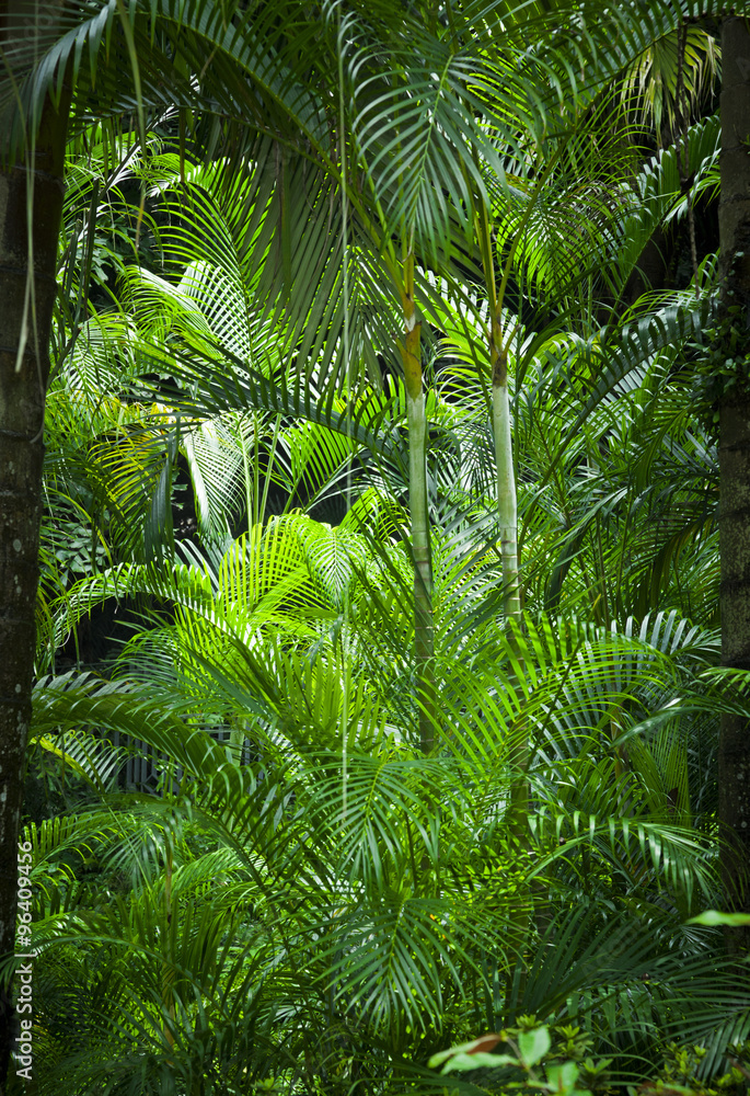 Fotografiet Lush green jungle background