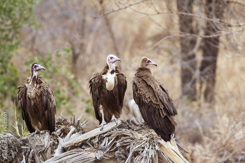 Hooded vulture in Kruger National park