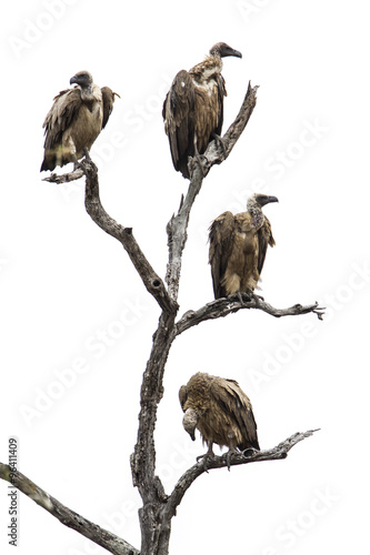 Cape vulture isolated in white background