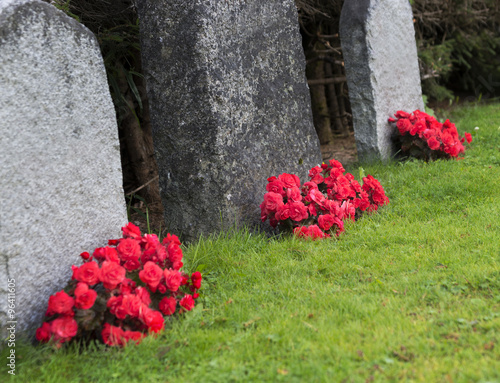 Red roses on graveyard photo