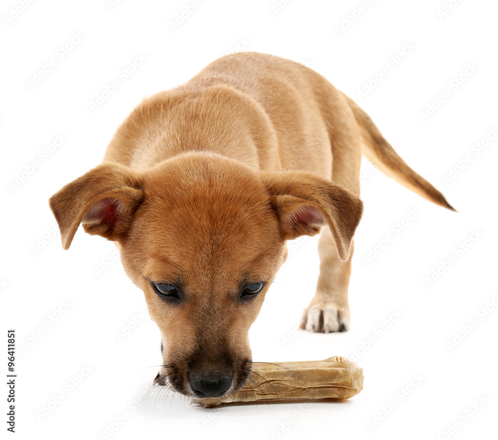 Puppy with toy bone isolated on white Puppy with toy bone isolated on white