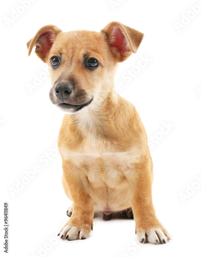 Puppy isolated on white