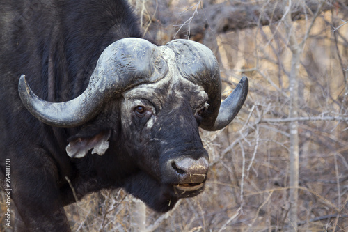 African buffalo in Kruger National park