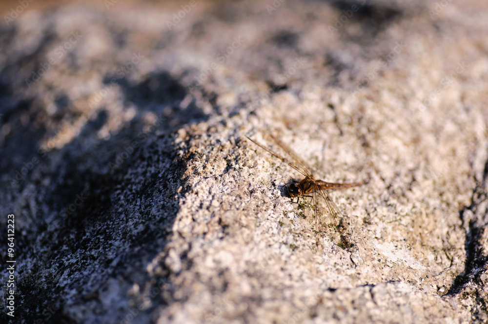 Obraz premium 秋のトンボ