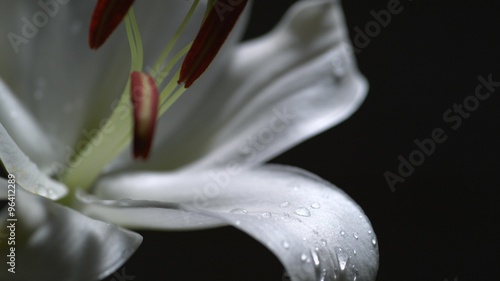 Water drop on lily.  Shot with high speed camera, phantom flex 4K.  Slow Motion. Unedited 