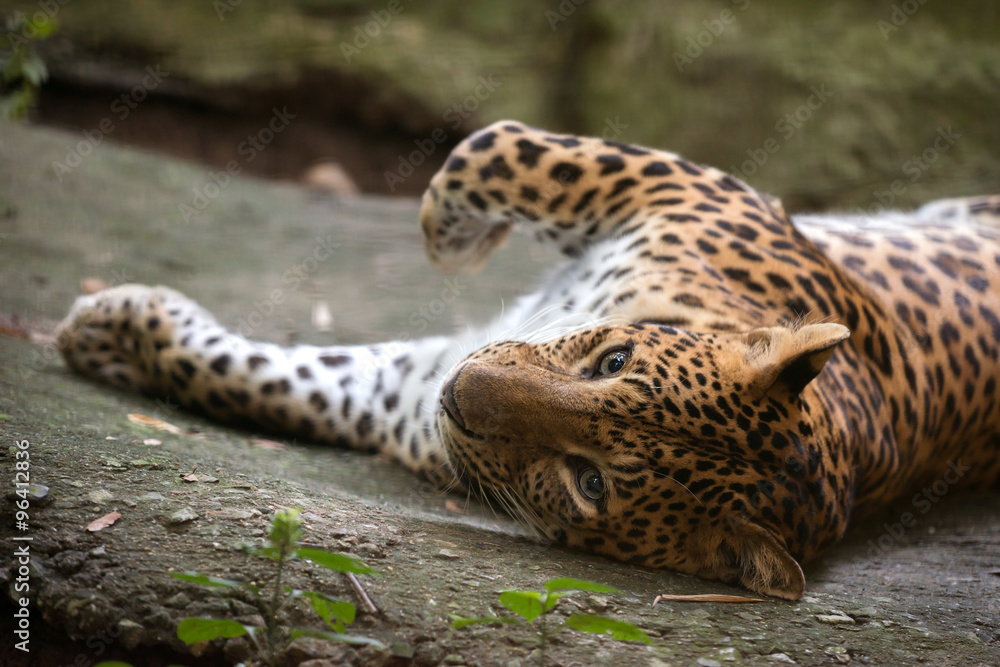 Naklejka premium leopard ( Panthera pardus )