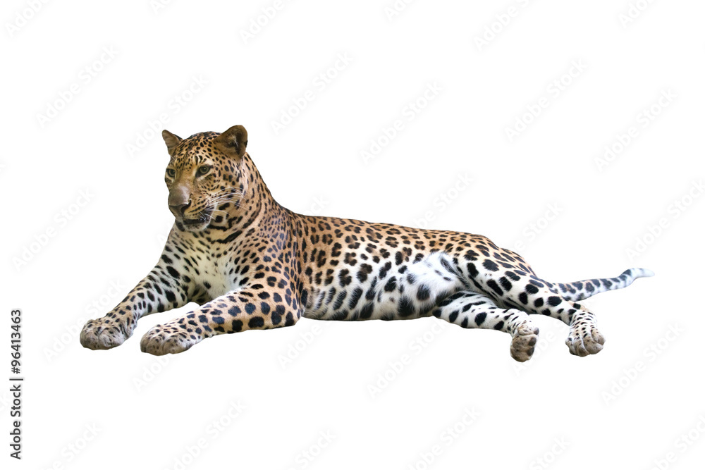 Obraz premium leopard isolated