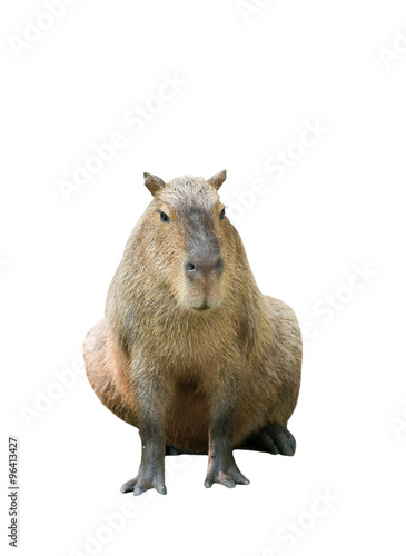 capybara isolated photo