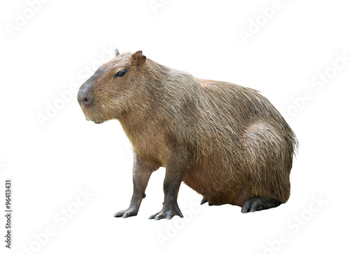 capybara isolated