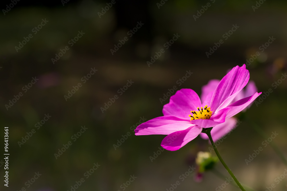 Fototapeta premium コスモス