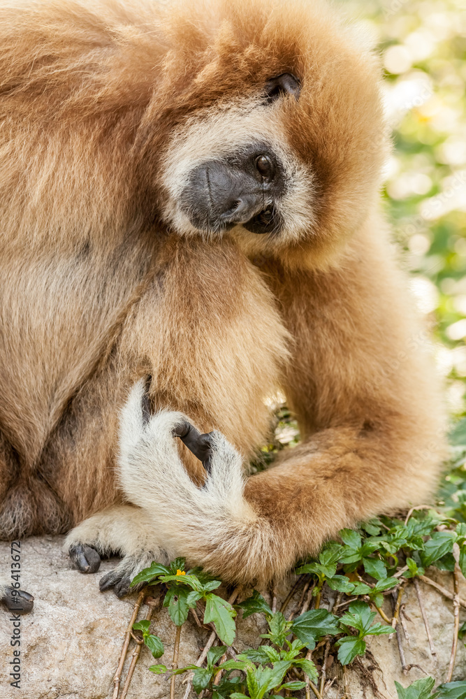Northern white cheeked gibbon Northern white cheeked gibbon