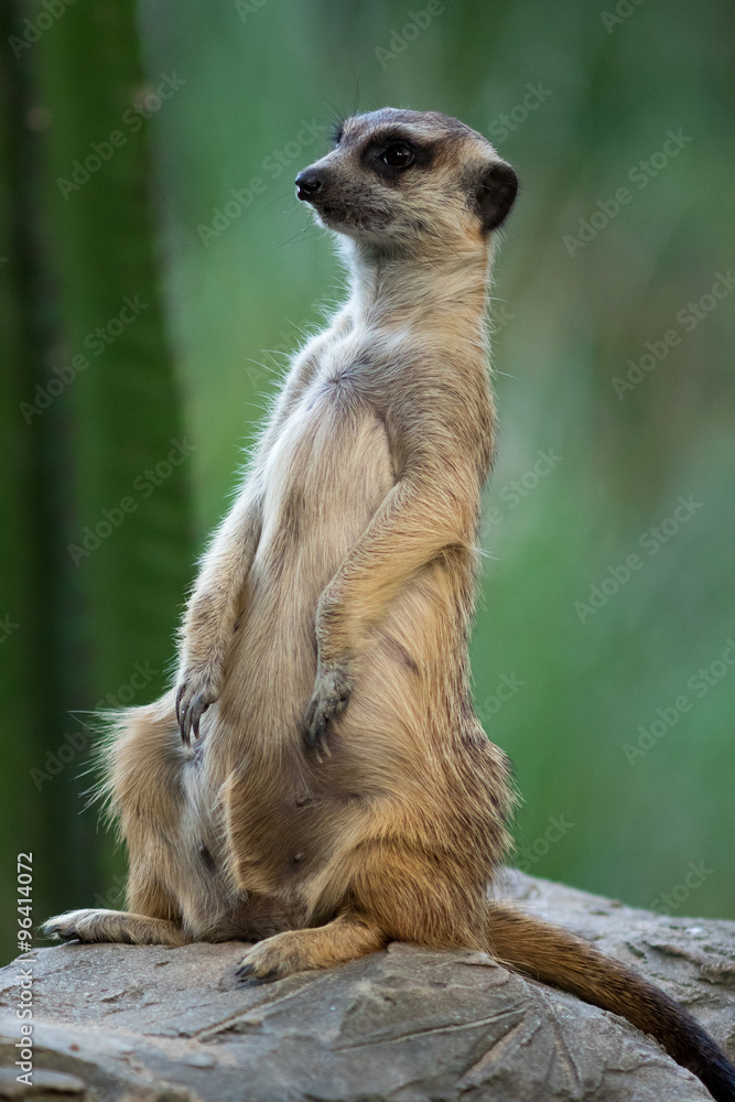 Fototapeta premium The meerkat