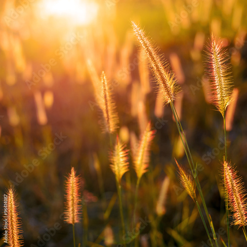 grass flower in the golden light of sunset