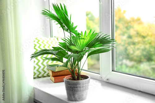 Palm tree (Livistona Rotundifolia) in flowerpot on windowsill at home