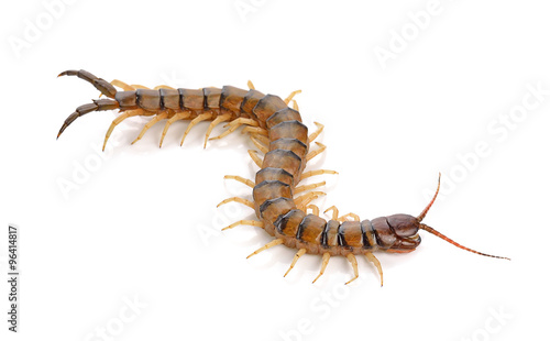 centipede on white background © anatchant