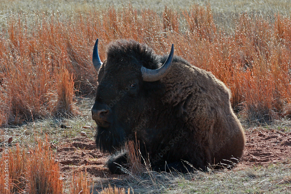 Bison Buffalo Bull dust rolling in the dirt in the western United States