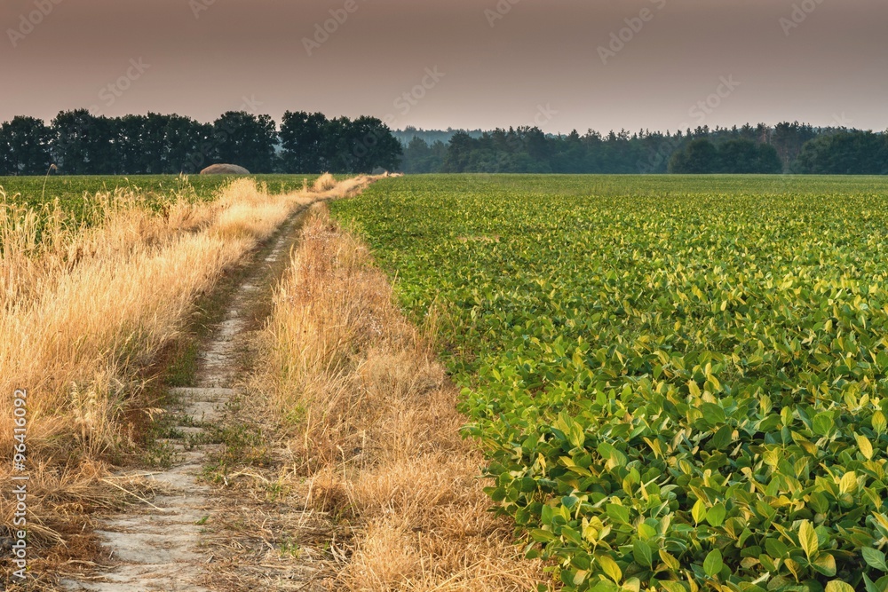Obraz premium Вид на поле фасоли