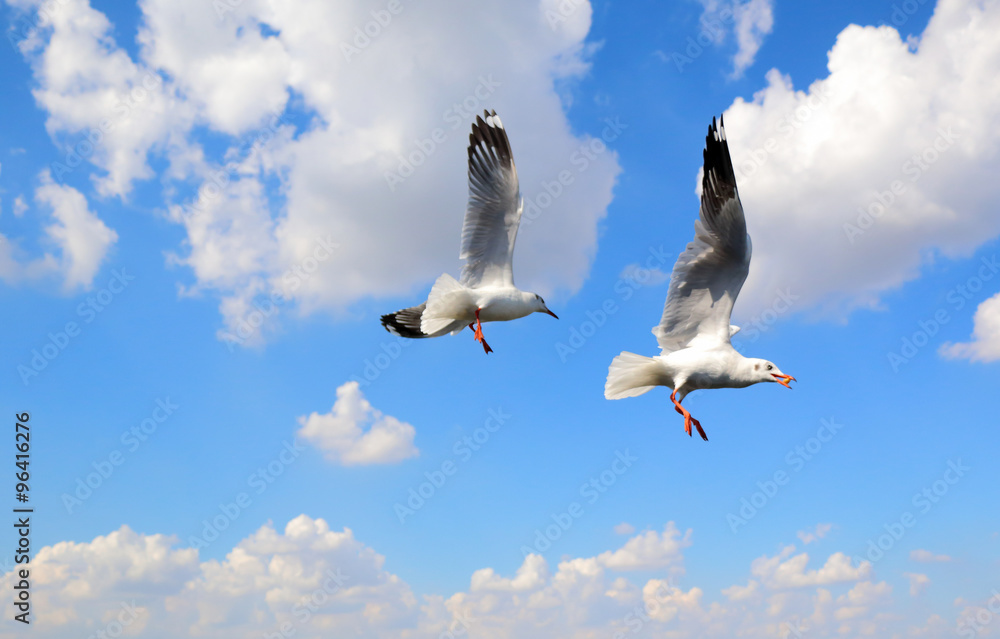 Obraz premium flying seagull in sky