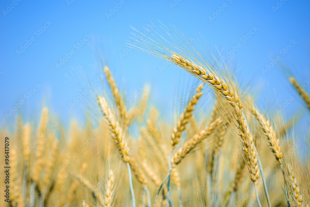 Golden wheat barley field in blue sky Golden wheat barley field in blue sky