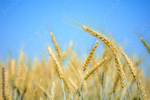 Golden wheat barley field in blue sky