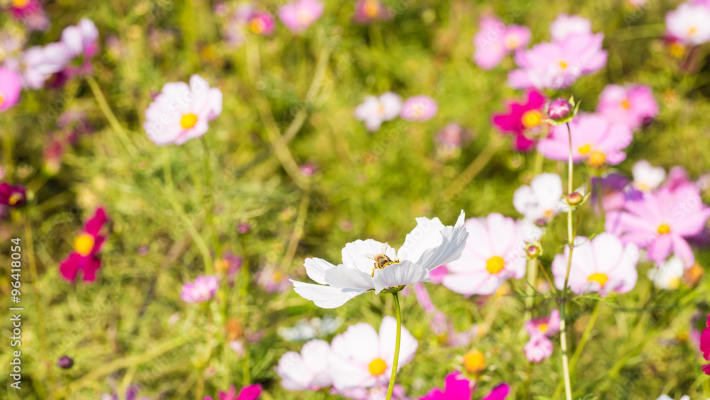 Obraz premium コスモスの花