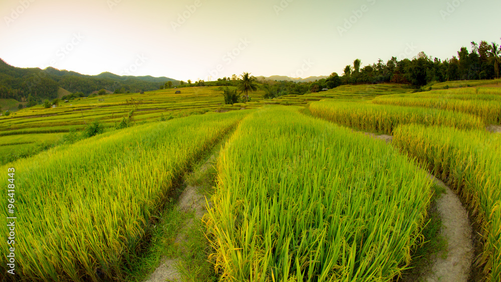 Rice fields on terraced in north Thailand, Mae jam, Chiang Mai,