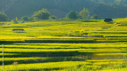 Εκτύπωση καμβά Rice fields on terraced in north Thailand, Mae jam, Chiang Mai,