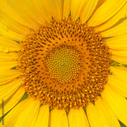 closeup of blooming sunflower