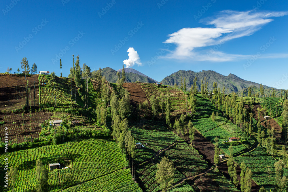 Vegetable crops on the hilly fields with an erupting Semeru volc