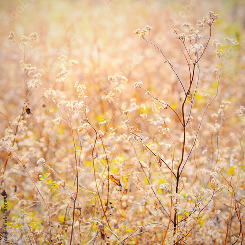 grass flower in the golden light background