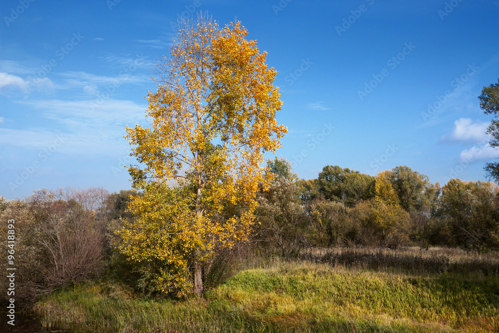 Autumn tree