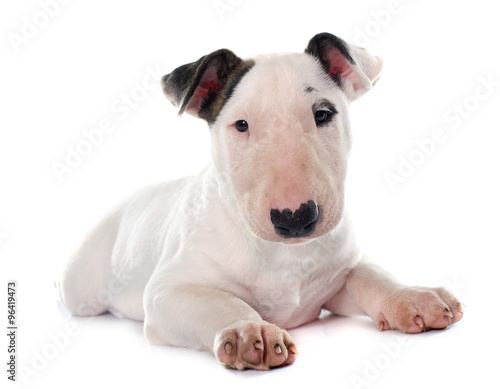 Fotobehang puppy bull terrier