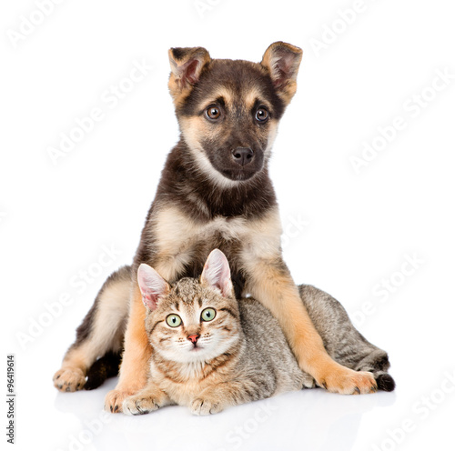 mixed breed dog embracing tabby cat. isolated on white backgroun