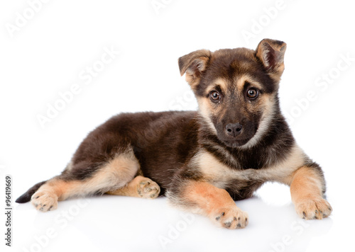 mixed breed puppy dog looking at camera. isolated on white backg