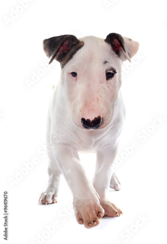 puppy bull terrier