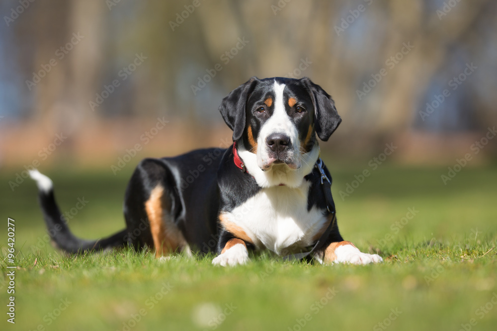 Greater Swiss Mountain Dog outdoors in nature