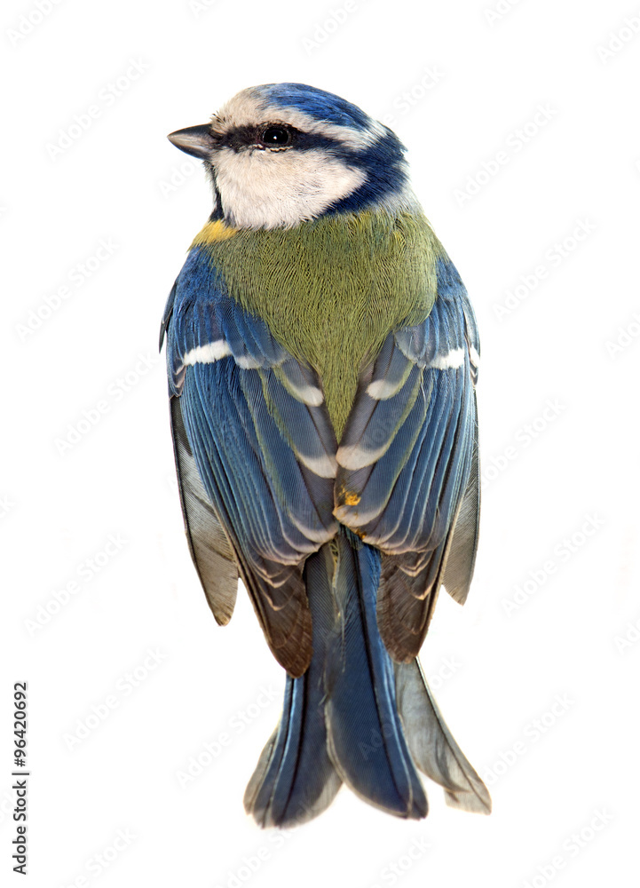 Fototapeta premium Eurasian blue tit