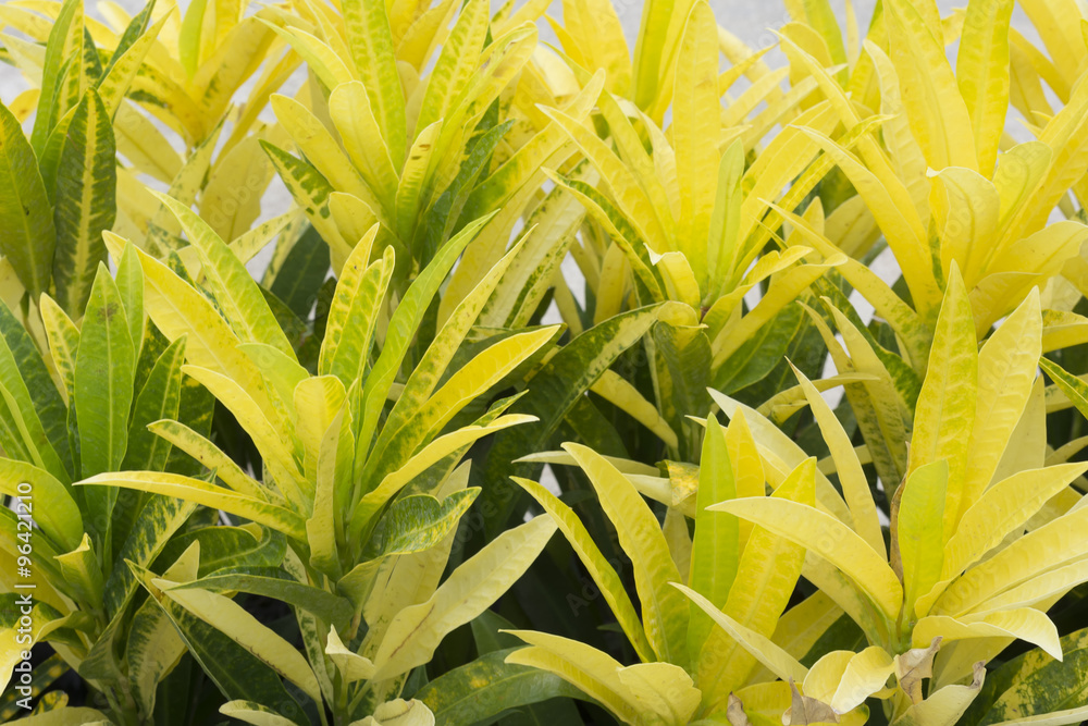 Obraz premium fresh and green leaf background