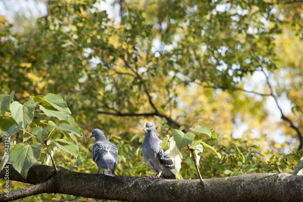 Obraz premium 木の枝で休む2羽の鳩