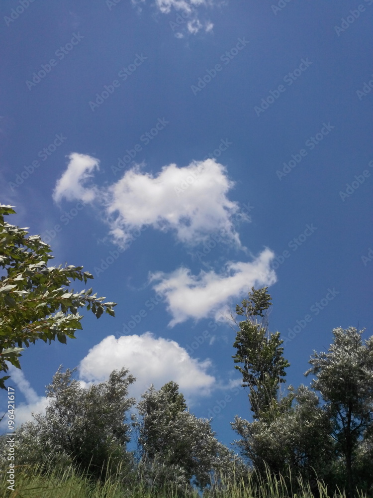 Fototapeta premium Летний день