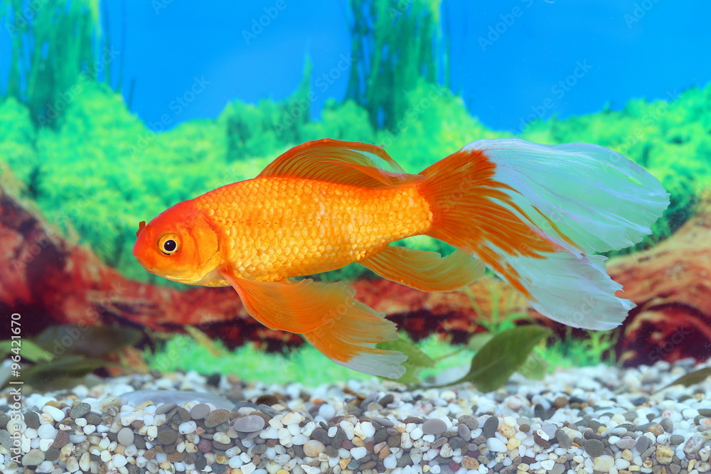 Goldfish close up Goldfish close up