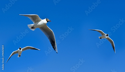 Три чайки в ярко-синем небе