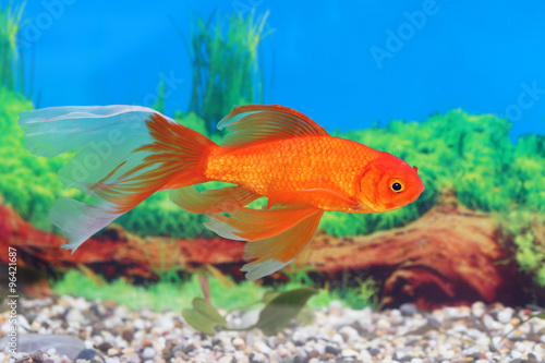 Fototapeta Naklejka Na Ścianę i Meble -  Male of a goldfish close up