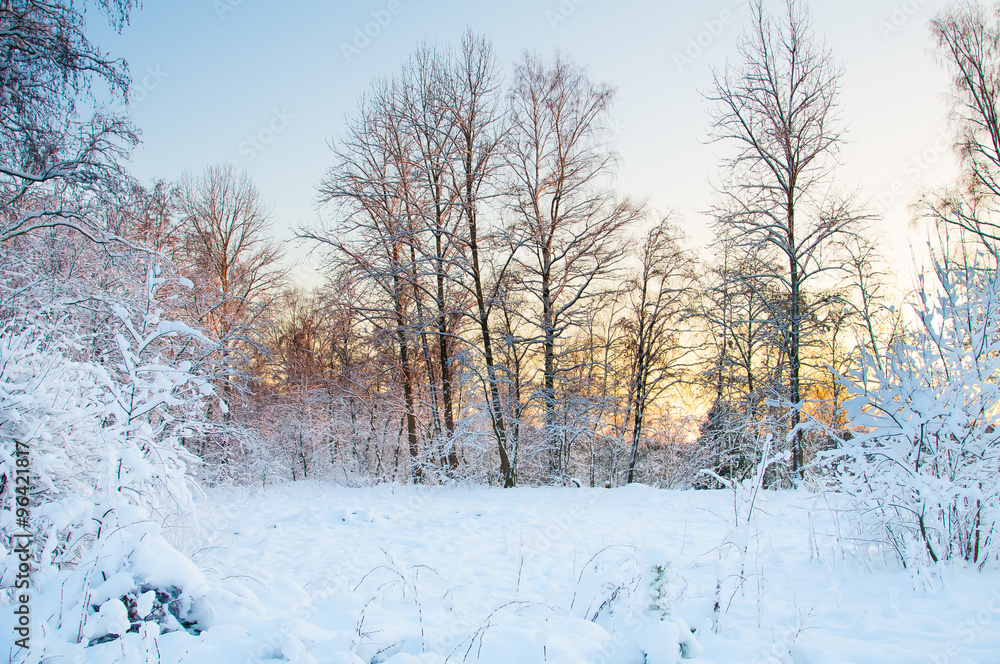 Obraz premium Frost on the trees in the forest. Cold winter day at sunset. Frost and snow on the branches. Beautiful winter nature. Panorama of the winter forest. The winter landscape. New year picture